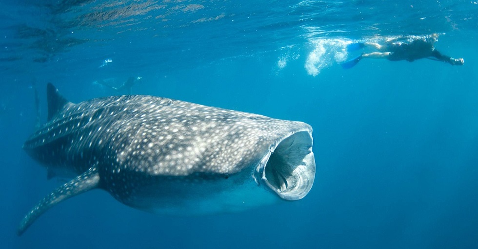 Whale Sharks Spotted During Net Removal Dive